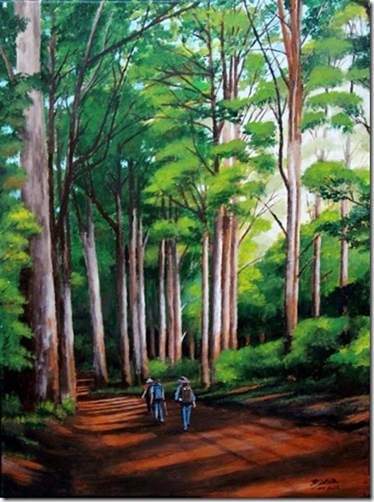 “Karri Forest Walk” Pemberton