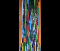 Rainbow Eucalypt