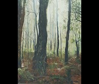 Early Morning in the Northern Jarrah Forest