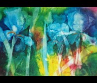 Irises