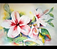 Hibiscus