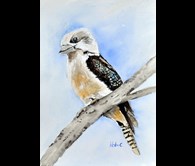 Kookaburra