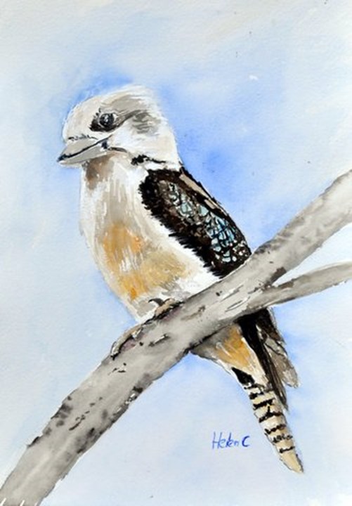 Kookaburra