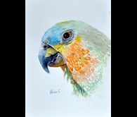 Parrot