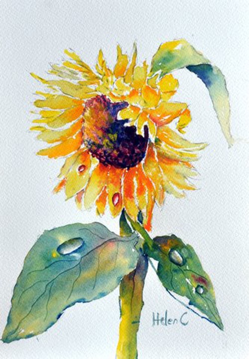 Sunflower and Raindrops