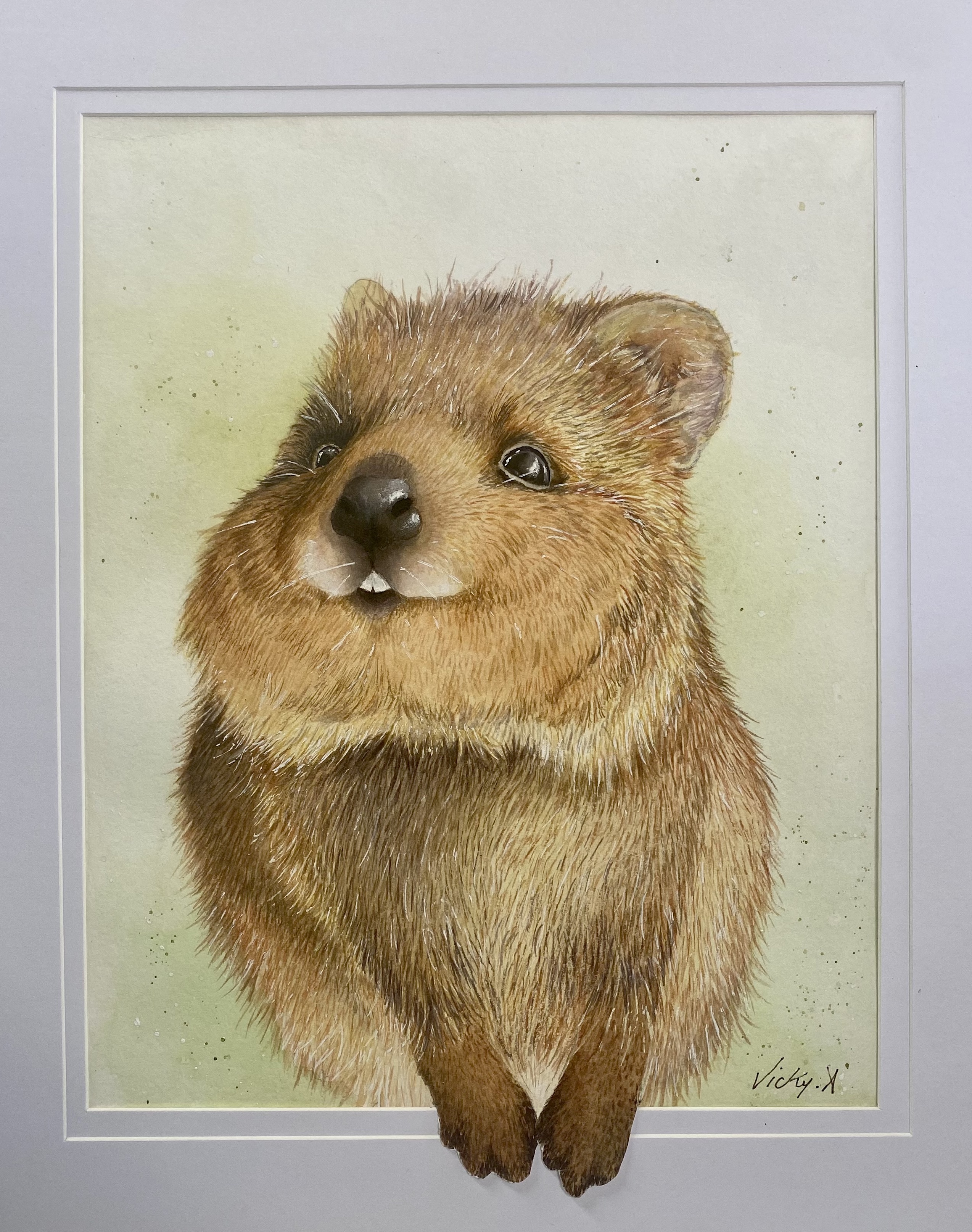 Quokka