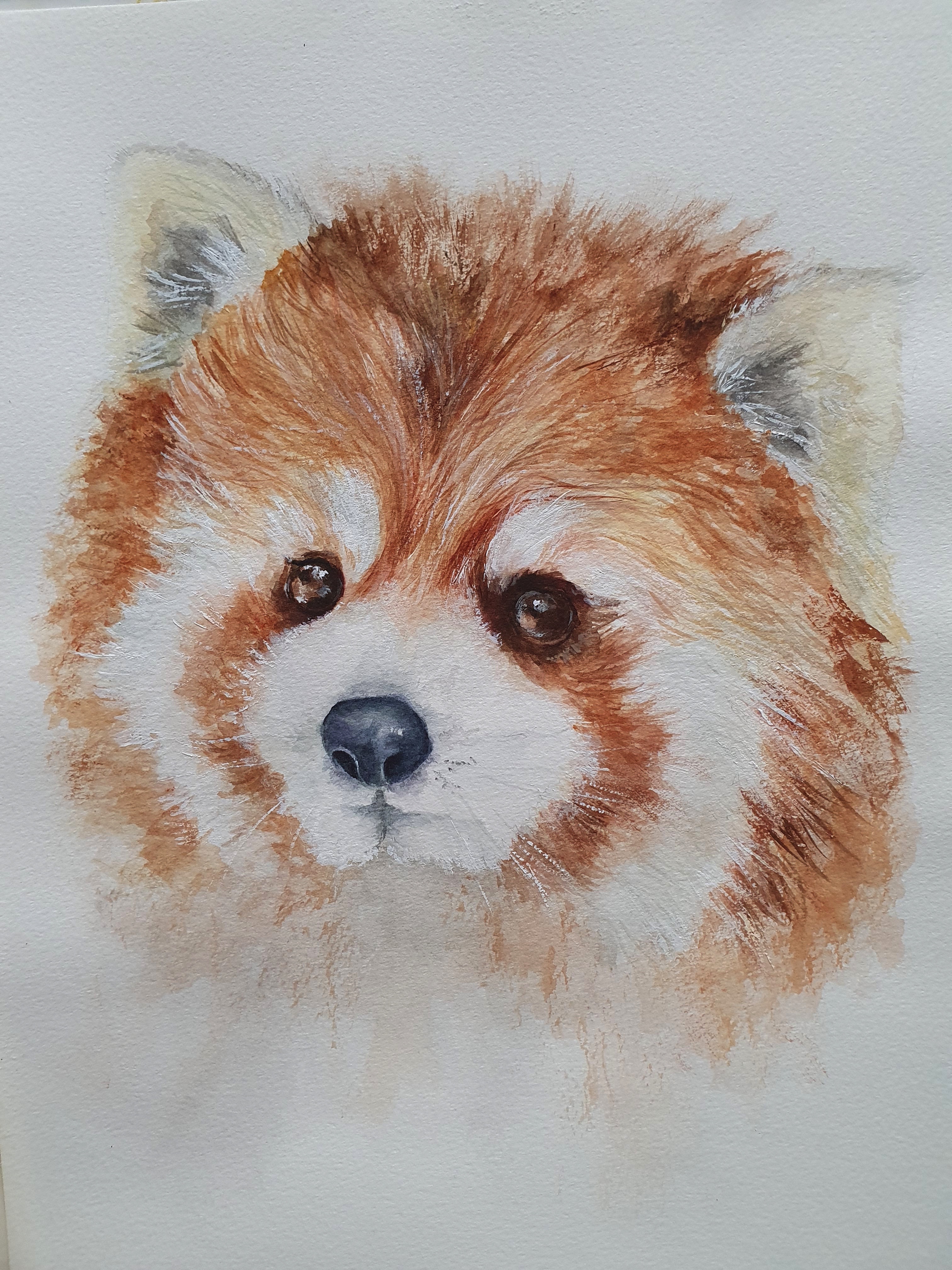  Red Panda