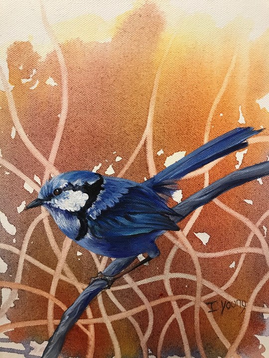 Blue Wren IY/ 92