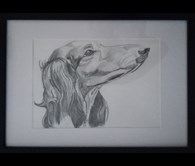 Noble Dachshund