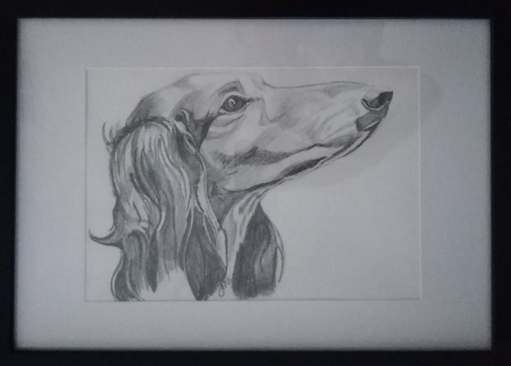 Noble Dachshund