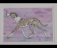 Whippet
