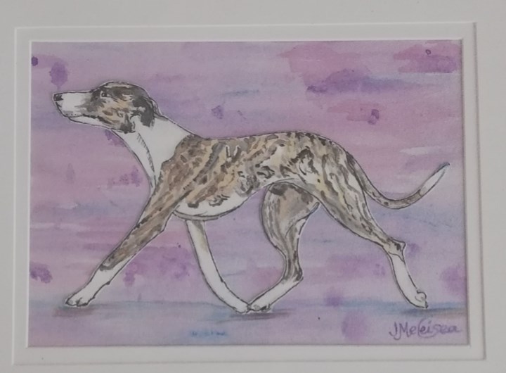 Whippet