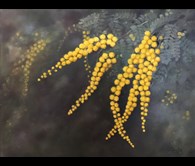 Golden Wattle