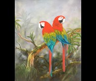Rainforest Macaws