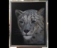 Snow Leopard