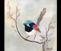 Red Wing Fairy Wren