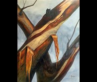 Snow Gum