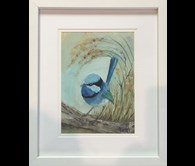 Splendid Wren