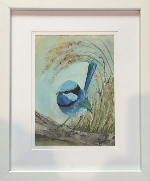 Splendid Wren