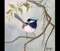 Superb Fairy Wren