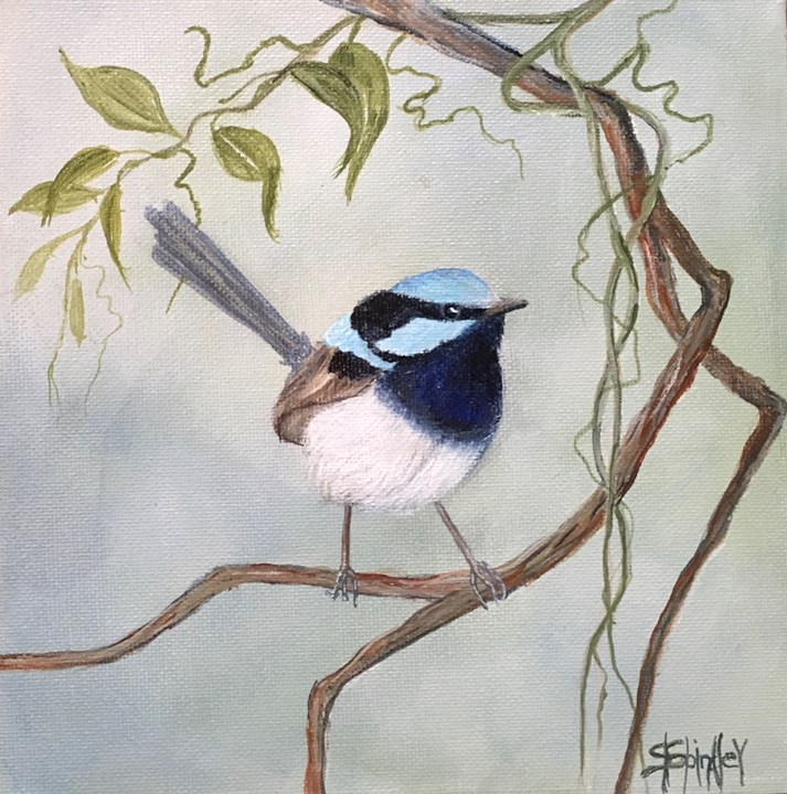 Superb Fairy Wren
