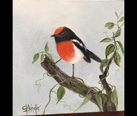 Red Capped Robin