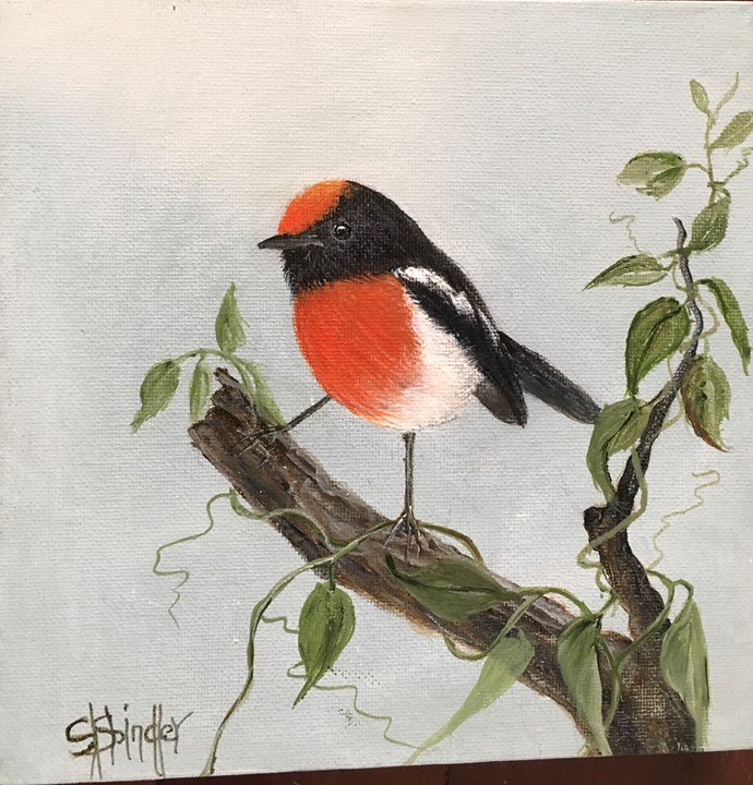 Red Capped Robin