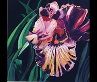 Red Iris