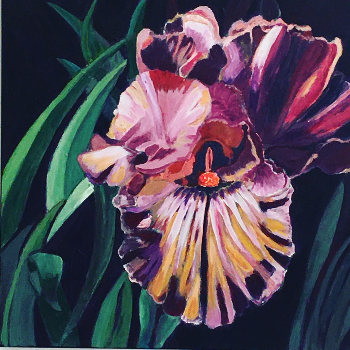 Red Iris