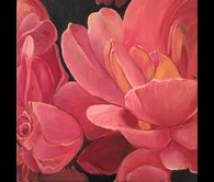 Peach Roses
