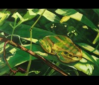 Little Green Frog