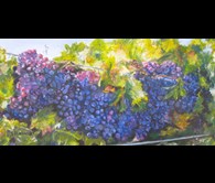 McLaren Vale Grapes