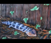 Blue Tongue Lizard Sunbaking