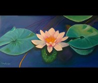 Memorial Pond Waterlily Araluen Gardens