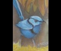 Blue Wren
