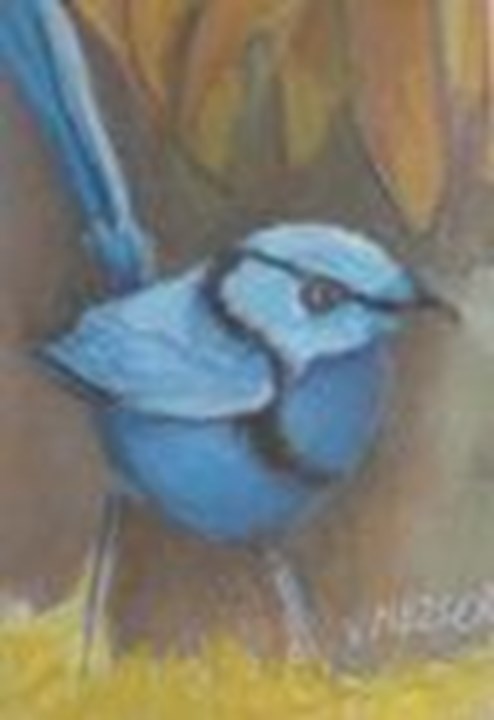 Blue Wren