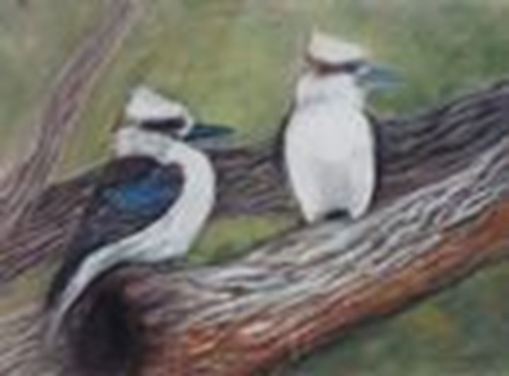 Kookaburra Landing