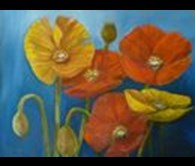 Poppies 1