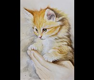 Kitten