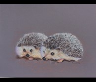 HEDGEHOGS