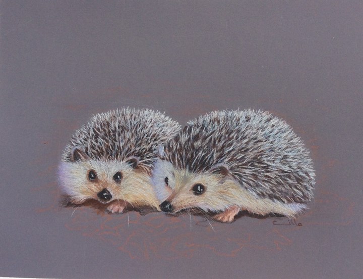 HEDGEHOGS