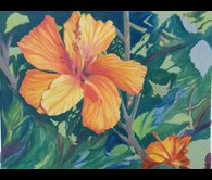Hibiscus