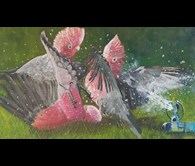 Galah Bathtime