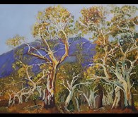 Flinders Ranges River Red Gums