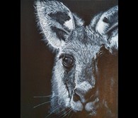  Kangaroo