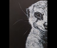  Meerkat