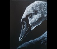 Swan
