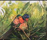  Rosella on a Grevillia