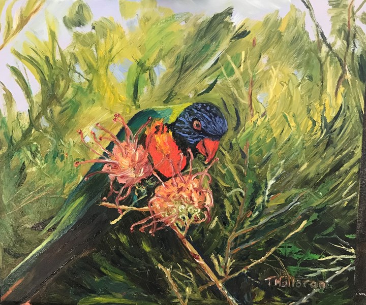  Rosella on a Grevillia