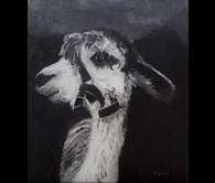 Portrait of a young Alpaca